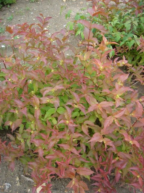 Diervilla sessilifolia